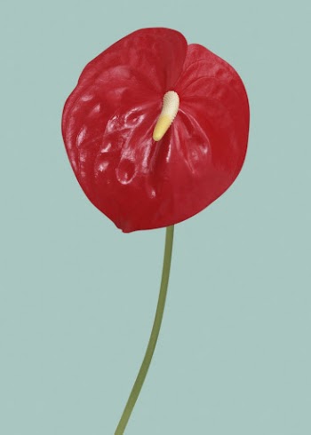 Red laceleaf, spring flower clipart | Free Photo - rawpixel