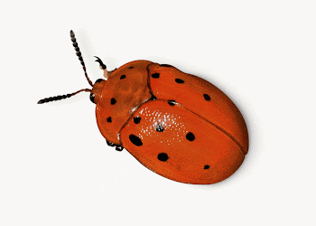 Red ladybug, isolated insect image | Free Photo - rawpixel