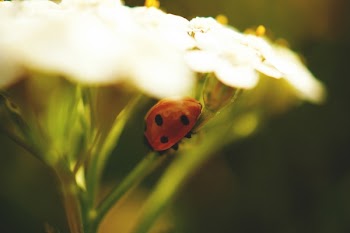Red Ladybug on Green Flower Stem