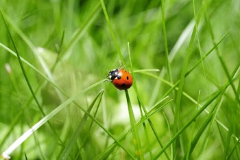 Red Ladybug on Green Grass