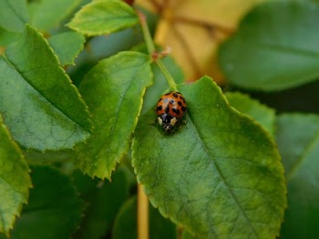 Red Ladybug on Leafed Plant