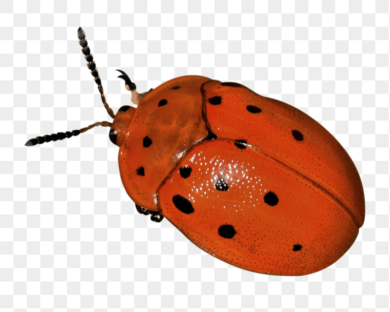 Red ladybug png sticker, transparent | Free PNG - rawpixel