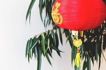 Red Lantern In Tree