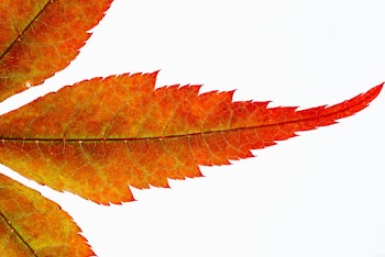 Red Leaf