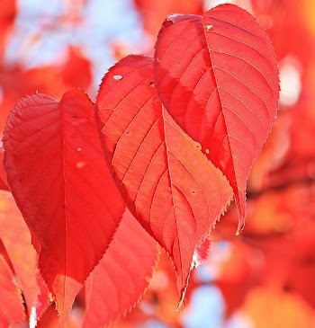 Red Leaf