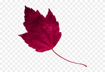 Red Leaf 1 - Maple Leaf