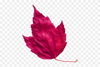 Red Leaf 3 - Pink Autumn Leaf Png
