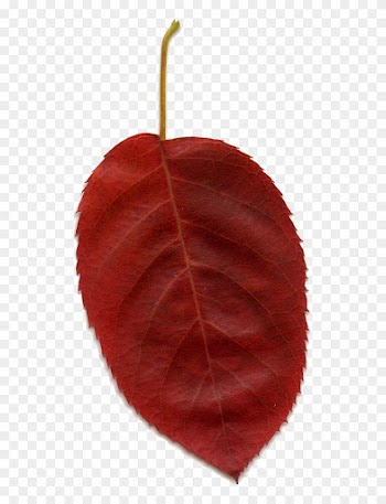 Red Leaf Clip Art At Clker - Maple