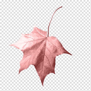Red leaf, Leaf Autumn , Maple Leaf transparent background PNG clipart