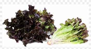 Red Leaf Lettuce