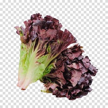 Red leaf lettuce Escabeche Vegetable Romaine lettuce, vegetable transparent background PNG clipart