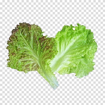 Red leaf lettuce Rapini Spring greens, Vegetable leaves transparent background PNG clipart