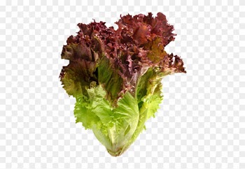 Red Leaf Lettuce - Red Leaf Lettuce