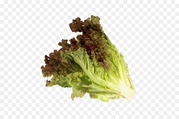 Red leaf lettuce Romaine lettuce Vegetarian cuisine Vegetable Iceberg lettuce - vegetable 