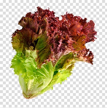 Red leaf lettuce Salad Leaf vegetable Scallion, salad transparent background PNG clipart