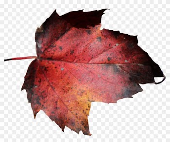Red Leaf Png 01 By Thy Darkest Hour - Dead Leaf Png