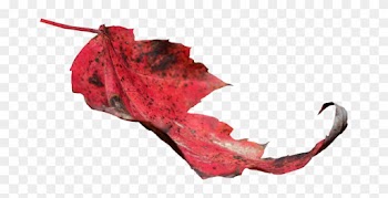 Red Leaf Png 02 By Thy Darkest Hour - Leaf Red Png