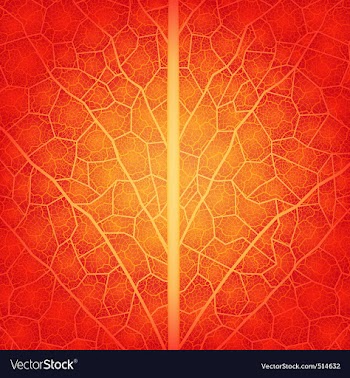 Red leaf vector image