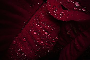 Red Leaf With Water Dew