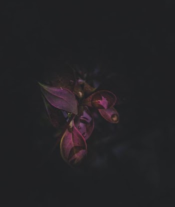 red leafed plant