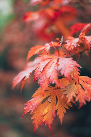 Red Leafed Plant