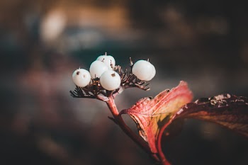 Red Leafed Plant