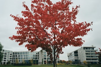 Red Leafed Tree
