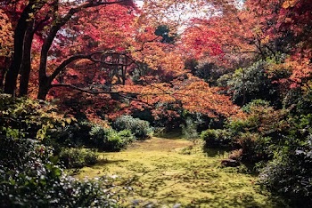 Red-leafed Tree