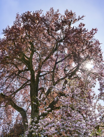Red Leafed Tree