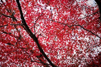 Red-leafed Tree