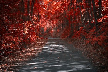 red leafed trees