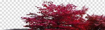 Red leafed trees, Shrub Tree Leaf Red, Bush leaves transparent background PNG clipart