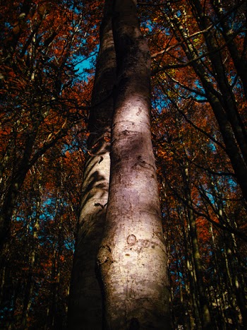 Red-leafed Trees Under Blue Sky