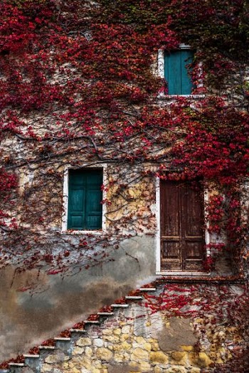 red leafed vine plant covered house