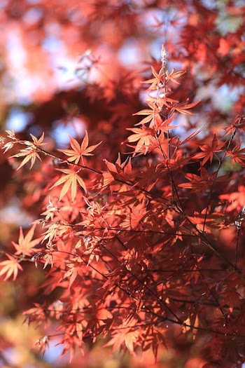 Red Leaved Tree