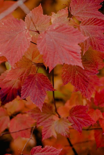 Red Leaves