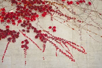 red leaves