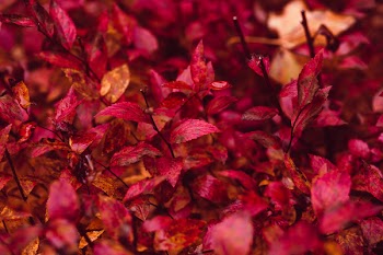 Red leaves