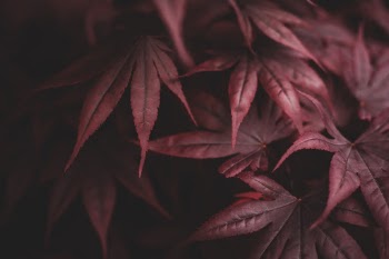 Red leaves.