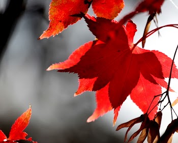 red_leaves.jpg