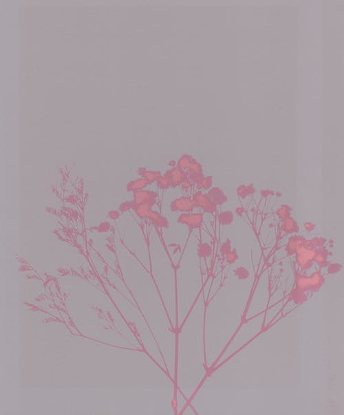 Red Leaves on White Paper · Free Stock Photo