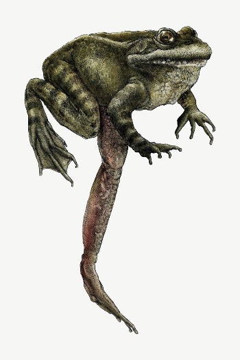 Red-Legged Frog isolated psd | Free PSD - rawpixel
