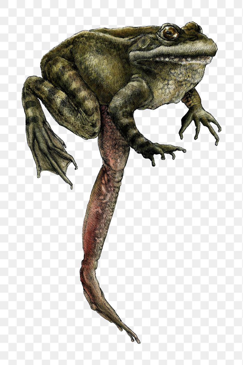 Red-Legged Frog png , transparent | Free PNG - rawpixel
