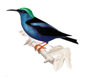 Red-legged honeycreeper (Caereba cyanea) illu.. | Free stock vector - 467263