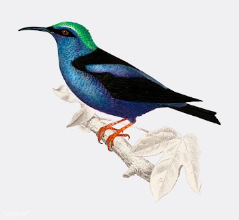 Red-legged honeycreeper (Caereba cyanea) illu.. | Free stock vector - 467340