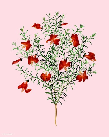 Red leschenaultia (Lechenaultia formosa) illu.. | Free stock vector - 467260