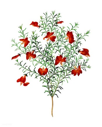 Red leschenaultia (Lechenaultia formosa) illu.. | Free stock vector - 467266