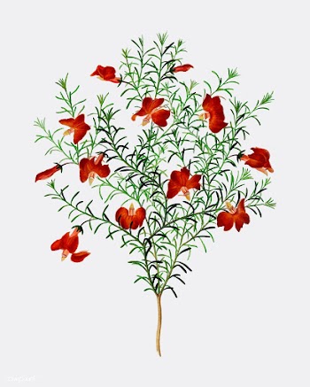 Red leschenaultia (Lechenaultia formosa) illu.. | Free stock vector - 467300