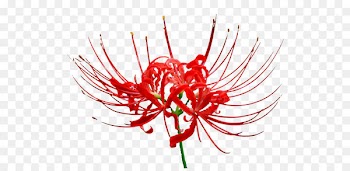 Red lilies 