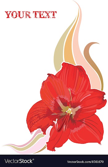 Red Lily Design with Text Space vector image